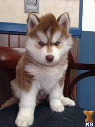 Nakkitta Picture 1 Husky Puppies For Sale Husky Puppy Siberian Husky