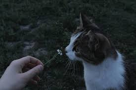 Pin By Kesilmiskitap On Kediler Cats Animals