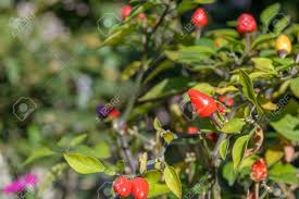 Santaka pepper or japanese pepper) is an asian spice staple often used in if you're seeking authentic asian cuisine spice, the chile japones is should most definitely be on your. Planta Del Chile En Un Jardin Japones Fotos Retratos Imagenes Y Fotografia De Archivo Libres De Derecho Image 51861008