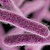 The two species of salmonella are salmonella enterica and salmonella bongori. 1