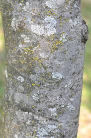 Image result for Afrocanthium gilfillanii