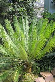 Image result for Encephalartos ngoyanus