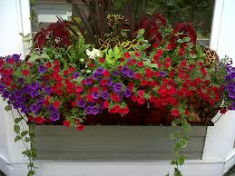 Red white and blue flowers for window boxes. My Window Box Red Purple Go So Well Together Window Box Flowers Container Gardening Flower Boxes