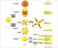 Once cells differentiate, they can no longer divide. Mechanics And Modeling Of Plant Cell Growth Trends In Plant Science