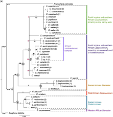 Image result for Crinum rautanenianum