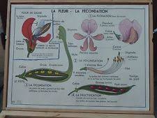 Affiche Scolaire Mdi Ebay Affiches Scolaires Botanique Carte Scolaire