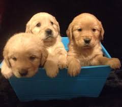 Maybe you would like to learn more about one of these? Golden Retriever Pets And Animals For Sale Georgia