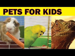 Pets For Kids Pet Videos For Children Lots Of Pets At Home Animals For Kids Pets Preschool Animal Gifs