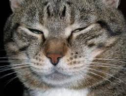Long haired breed of cat that has a short round face with a wide head. 10 Large Domestic Cat Breeds To Adore Lovetoknow