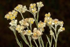 Image result for Pseudognaphalium oligandrum