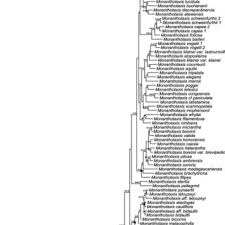 Image result for Monanthotaxis ferruginea