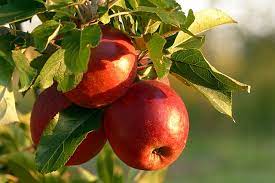 Growing an organic fruit tree isn't as easy as raising organic vegetables. Healthy Eating At Home How To Grow Your Own Organic Fruit Trees