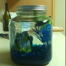 A Giant Mason Jar Works Great For A Betta Fish Home Betta Fish Fish Home Siamese Fighting Fish
