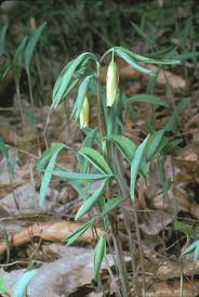 Image result for Clutia sessilifolia