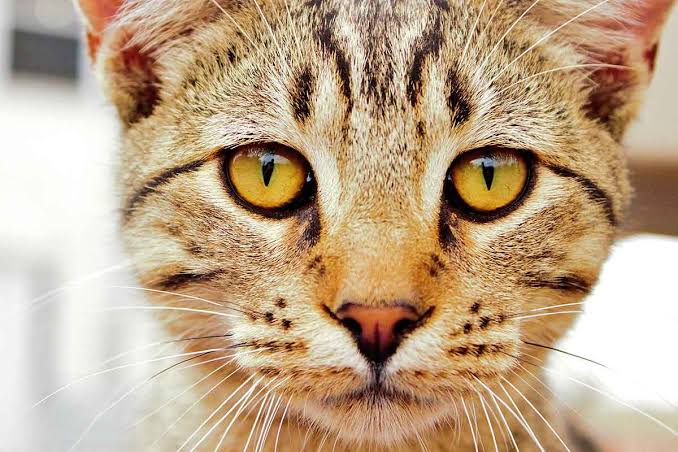 Feline Body Language: What Your Cat's Eyes Tell You About His Emotions |  Fear Free Happy Homes