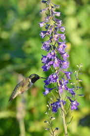 To attract hummingbirds to your garden, choose plants with brightly colored or tubular flowers, like hibiscus or the native coral honeysuckle. Delphinium Exaltatum Tall Larkspur Prairie Moon Nursery