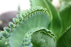 Image result for Bryophyllum