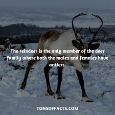 The Reindeer Is The Only Member Of The Deer Family Where Both The Males And Females Have Antlers Reindeer De Fun Facts About Animals Shark Facts Deer Family