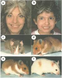 Mouse and hamster mutants as models for Waardenburg syndromes in humans
