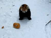 Red panda is best panda. Red Panda Baby Gifs Get The Best Gif On Gifer