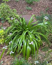 Image result for Neomarica northiana