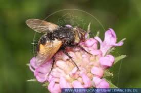 Maybe you would like to learn more about one of these? Nowickia Ferox Alias Raupenfliege Hippocampus Bildarchiv