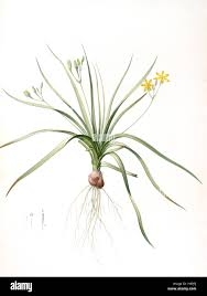 Image result for Hypoxis