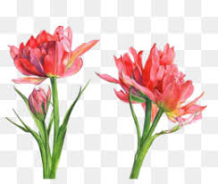 Maybe you would like to learn more about one of these? Parrot Tulips Png Green Parrot Tulips White Parrot Tulips Red Parrot Tulips Rainbow Parrot Tulips Peach Parrot Tulips Parrot Tulips Flowers Online Cleanpng Kisspng