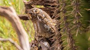 ¿se meten dentro de casa?, ¿se dejan de regar? Tecolote Enano Guia De Aves