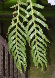 Image result for Drynaria