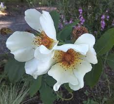 Image result for Rosa laevigata