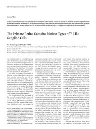 The art of stringing paper together goes well beyond stapling together interlooping strips of leftover kids' colored. The Primate Retina Contains Distinct Types Of Y Like Ganglion Cells Journal Of Neuroscience