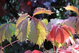 Image result for Parthenocissus