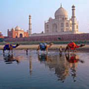 This tablet raised inside delhi's red fort by modern archaeologists proclaims that shahjahan (who ruled from 1628 to 1658 a.d.) built this fort. Camels In Yamuna River Taj Mahal Agra Photograph By Animal Images