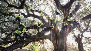 Ad wright way tree co. Marie Anderson Administrative Assistant Wright Tree Service Linkedin