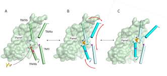 Mechanism of substrate binding and transport in BASS transporters | eLife
