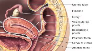 What Is This When I Inserted My Finger Inside My Girlfriend S Vagina Then Within A Few Inches I Felt A Cylindrical Structure In The Middle Of It Where My Finger Could Go
