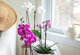 As you can imagine, it's hard to talk about orchid plant care if there are 30,000 species. How To Water Orchids Correctly