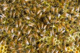 Homeadvisor's bee removal cost guide provides average prices to hire bee and beehive treatment professionals to get rid of swarms of carpenter, honey or bumble bee infestations from your property. Everything You Need To Know About Keeping Bees And Producing Your Own Honey