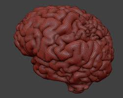 Human Brain 3d Scan Model Human Brain Mri Scan Human
