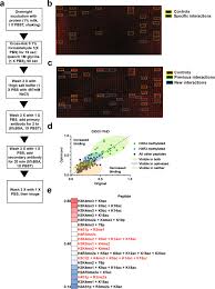 The orphans stand no chance against us. Improved Methods For The Detection Of Histone Interactions With Peptide Microarrays Scientific Reports