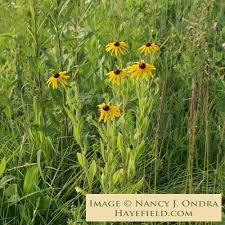 Image result for Rudbeckia hirta