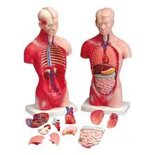 If you can't find the anatomical model you're. Anatomical Chart Company Budget Little Joe Torso Anatomical Model