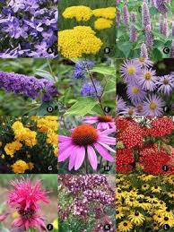 Butterfly Garden Bluestone Perennials Schmetterlingsgarten Schmetterlingspflanzen Garten Grundriss