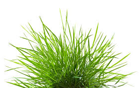 The Grass Is Always Greener On The Other Side Meaning In Hindi Grass Definition And Meaning Collins English Dictionary