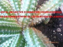 Este cactus, que es endémico del noroccidental estado mexicano de baja california sur, crece de. Cuidados De Los Cactus Como Curar Los Cactus E Identificar Plagas Facilmente Clickea Cuidado De Cactus Cactus Y Cactus Y Suculentas
