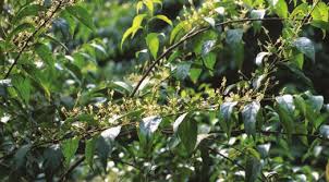 Image result for Maesa