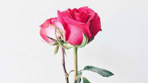 Hier findet ihr tipps und infos zur blumendeko für die hochzeit. Versteckte Liebesbotschaften Die Sprache Der Blumen Amicella De