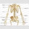 There is a left and right side of the heart which is separated by a thick wall called the septal wall. 1