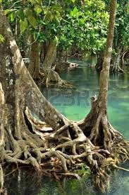 Old Tree With Big Roots In Green Jungle Forest Jungle Forest Mangrove Forest Mangrove Swamp